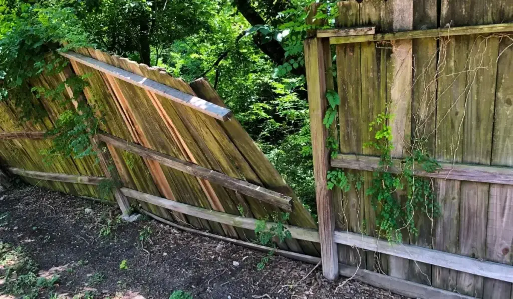 Broken wooden yard fence leaning with overgrown vines, needing urgent repair for security and property protection.